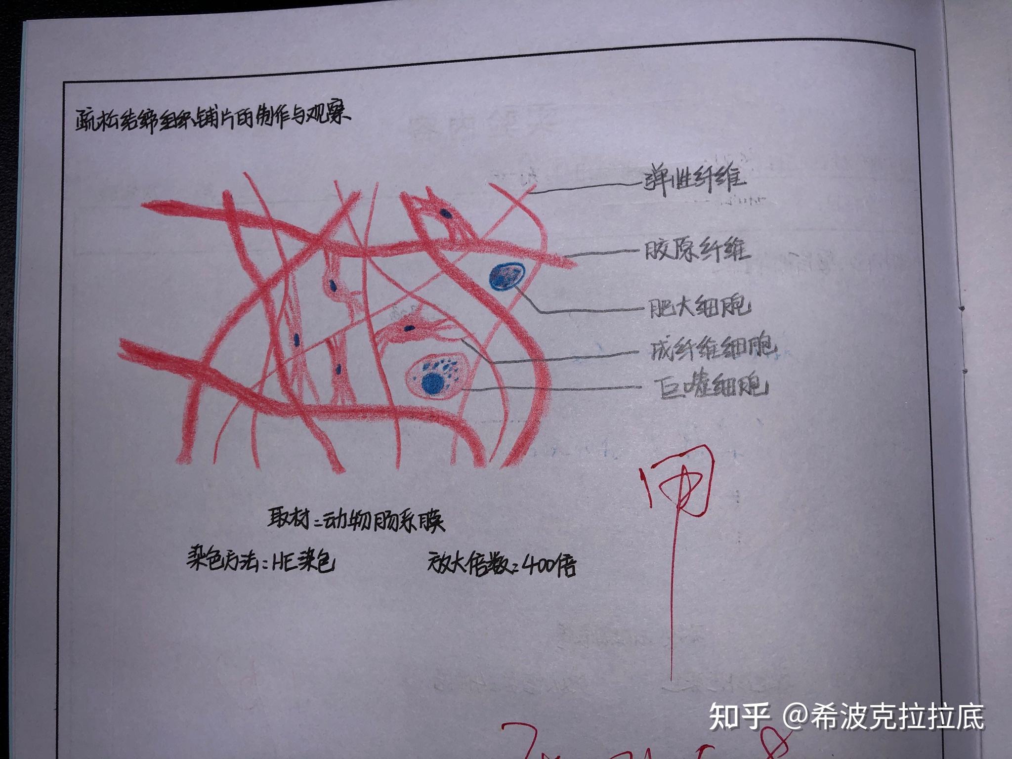 复层扁平上皮假复层纤毛柱状上皮单层柱状上皮画图编辑不易,记得点赞