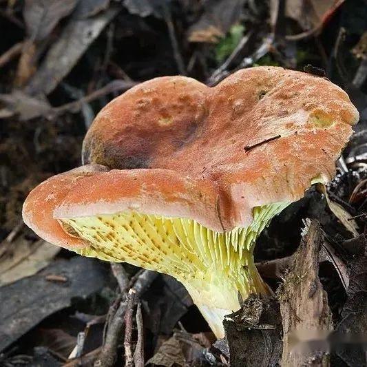 【真菌界全系列-41】伞菌纲—牛肝菌目 - 知乎