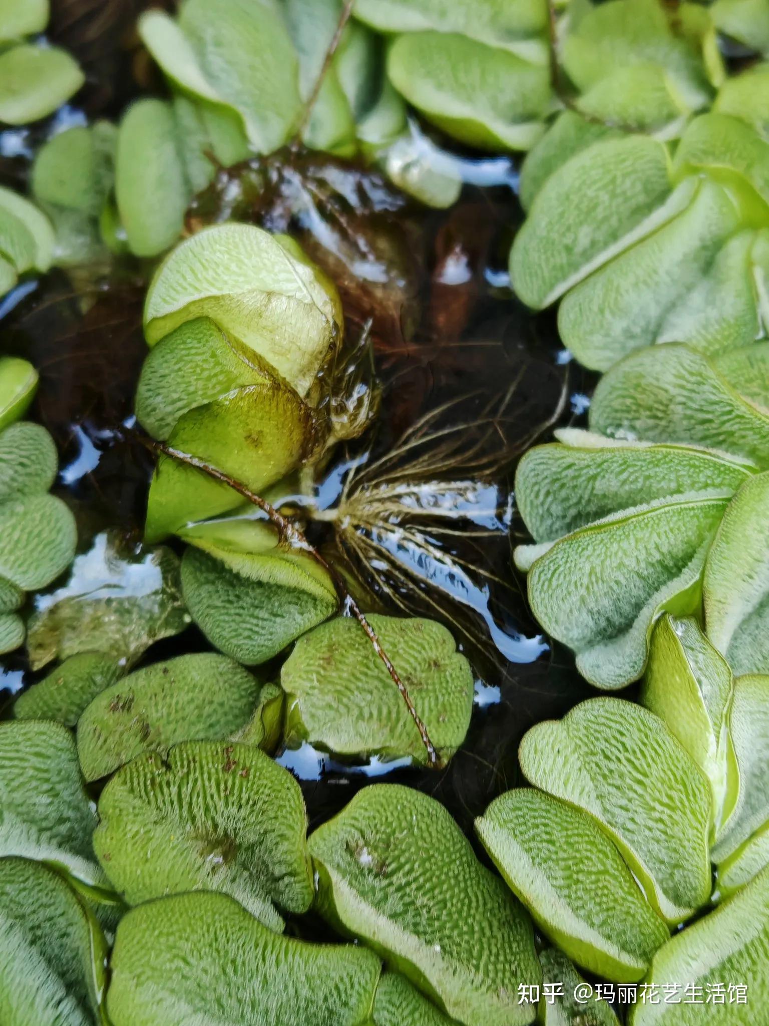 漂浮植物槐叶萍,可净化水质,轻松打造水生生态鱼缸 - 知乎