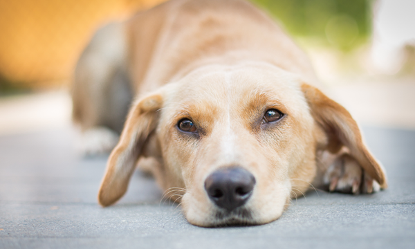 药理与毒理学 犬猫中毒的常规诊治方法 知乎