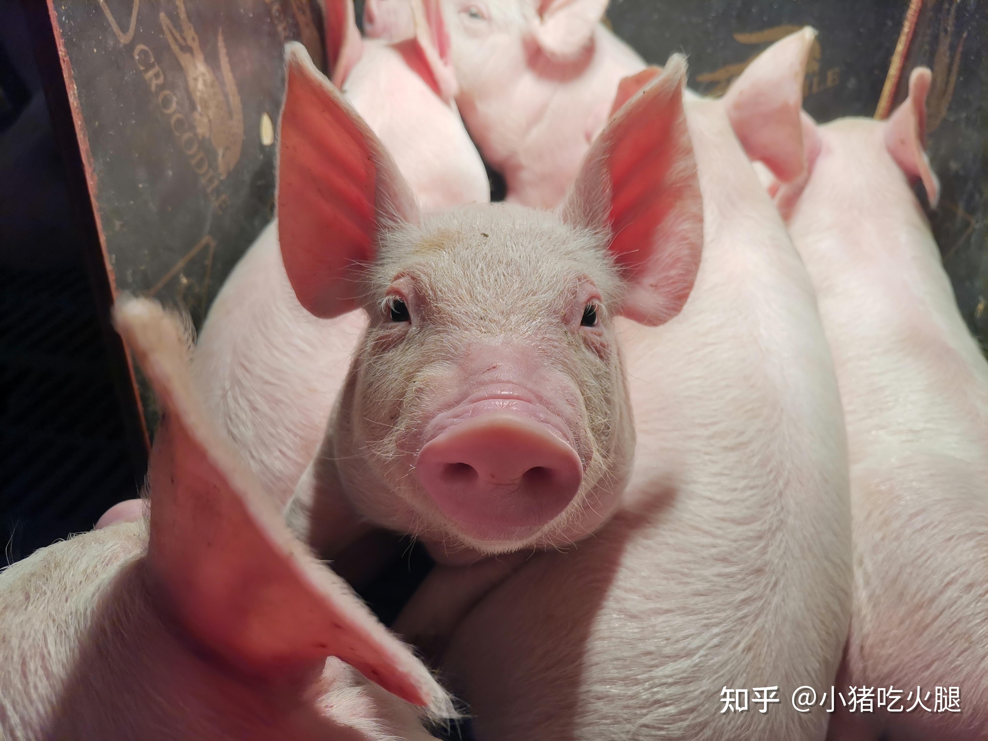 正邦养猪欢乐多