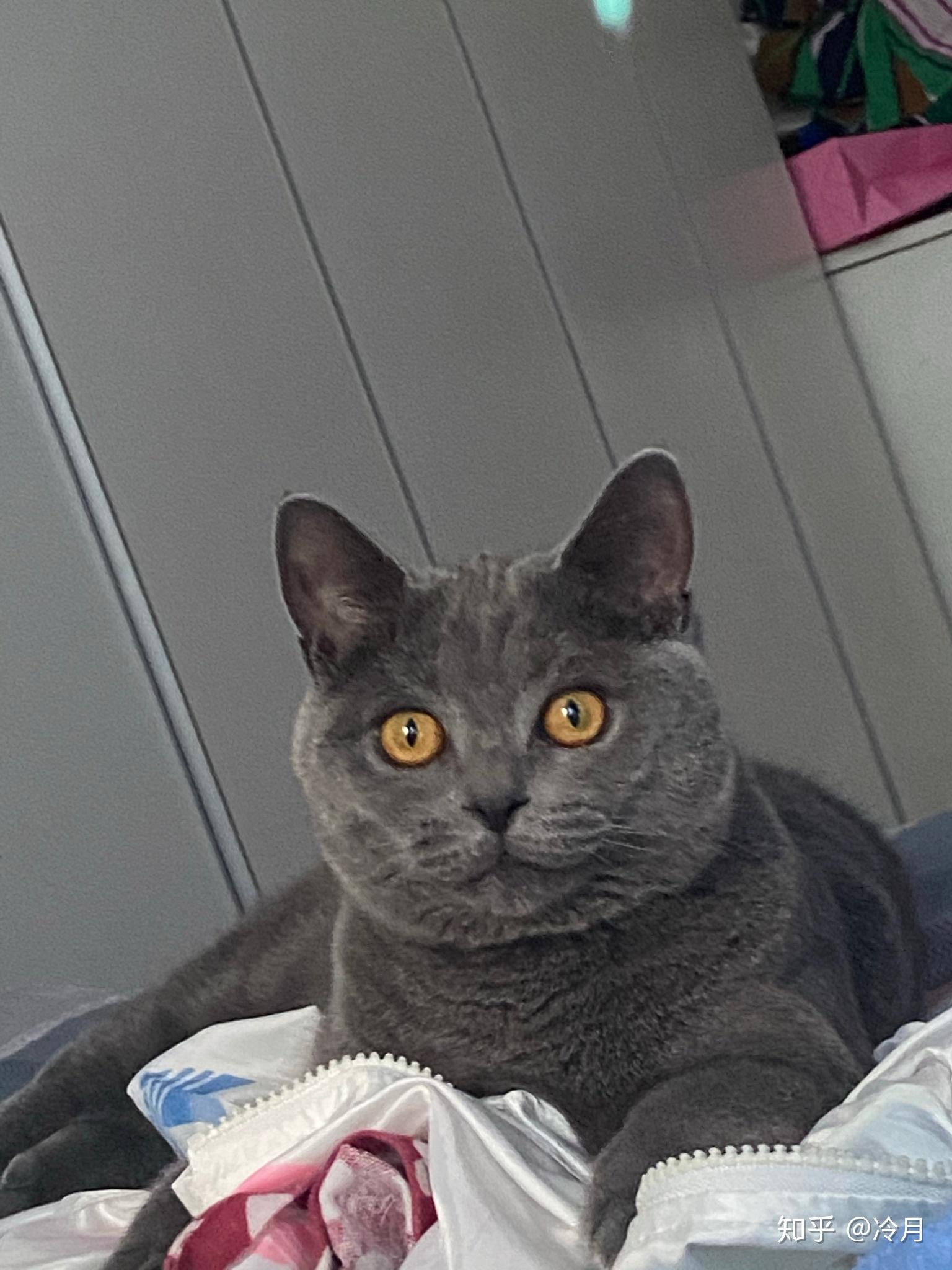 我家猫是英短蓝猫还是卡尔特猫啊