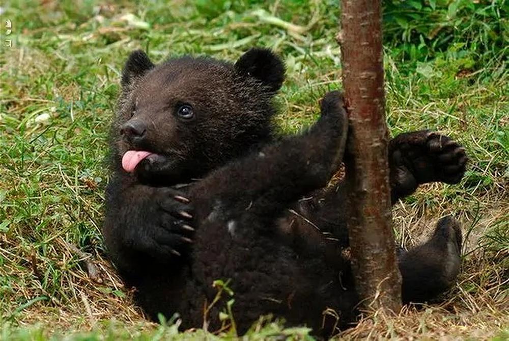 体毛黑亮而长,胸前有"v"字白斑,俗称"月熊"