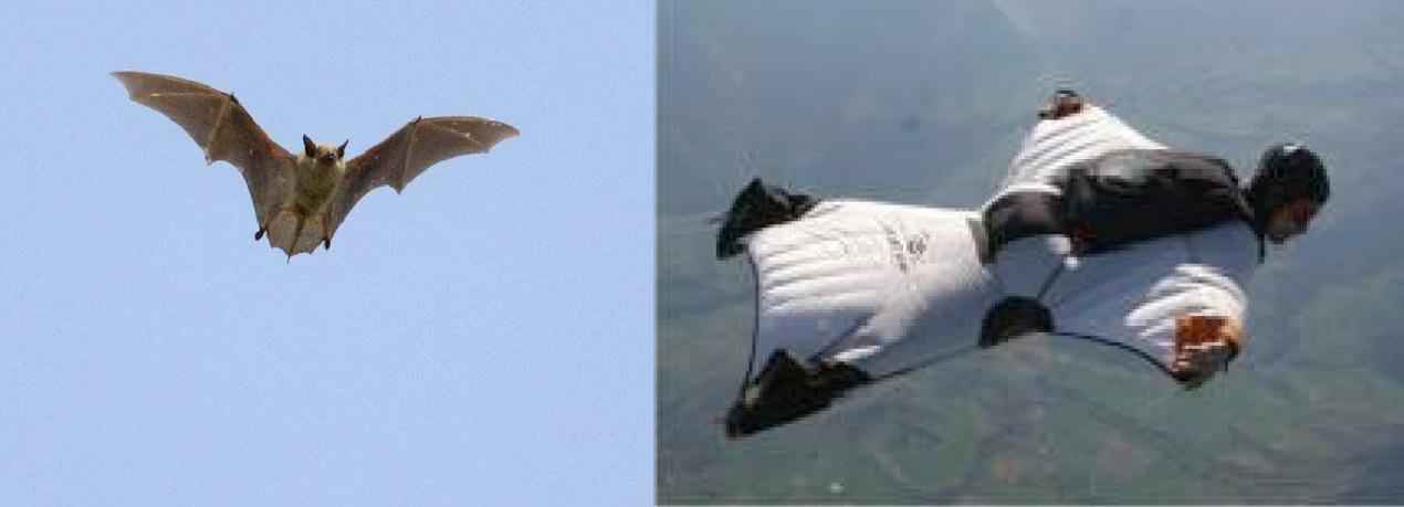 滑翔衣蝙蝠图片