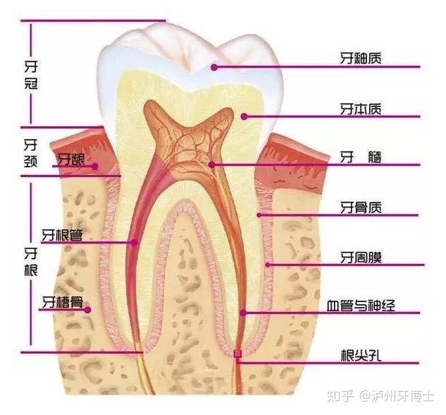 v2-08b148e6e775bd54dd46b64c8dcacad6_r.jpg