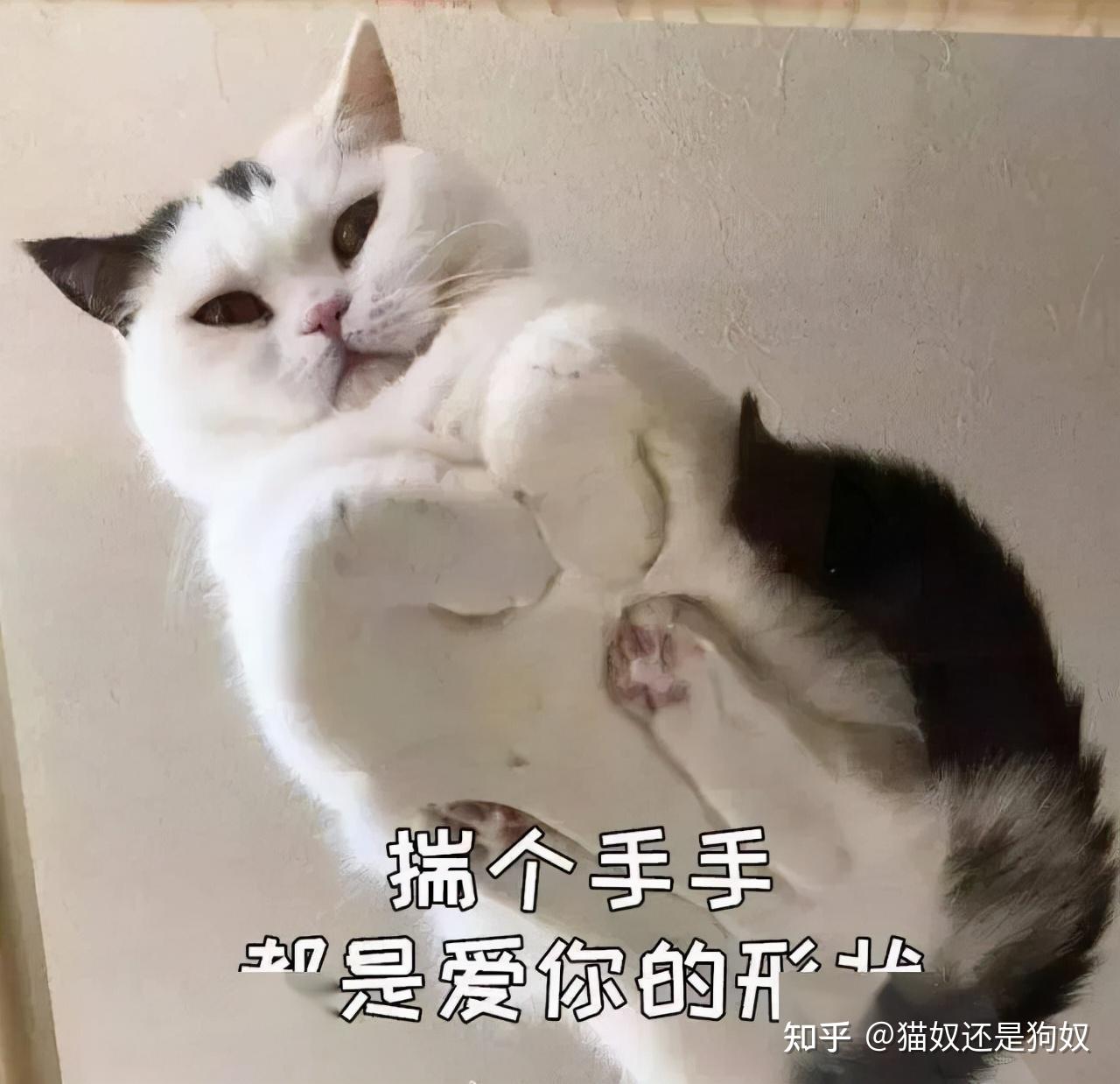 猫咪“揣手手”，其实是想跟你说这几句话 - 知乎