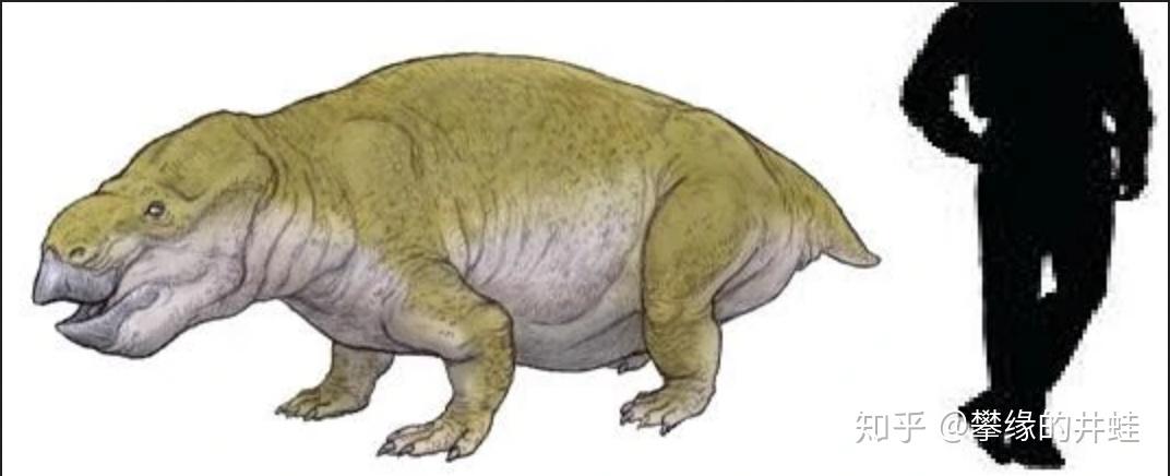 南非发现的内齿兽oudenodon bainii颅骨化石,图片来源自[7],尺寸:15.