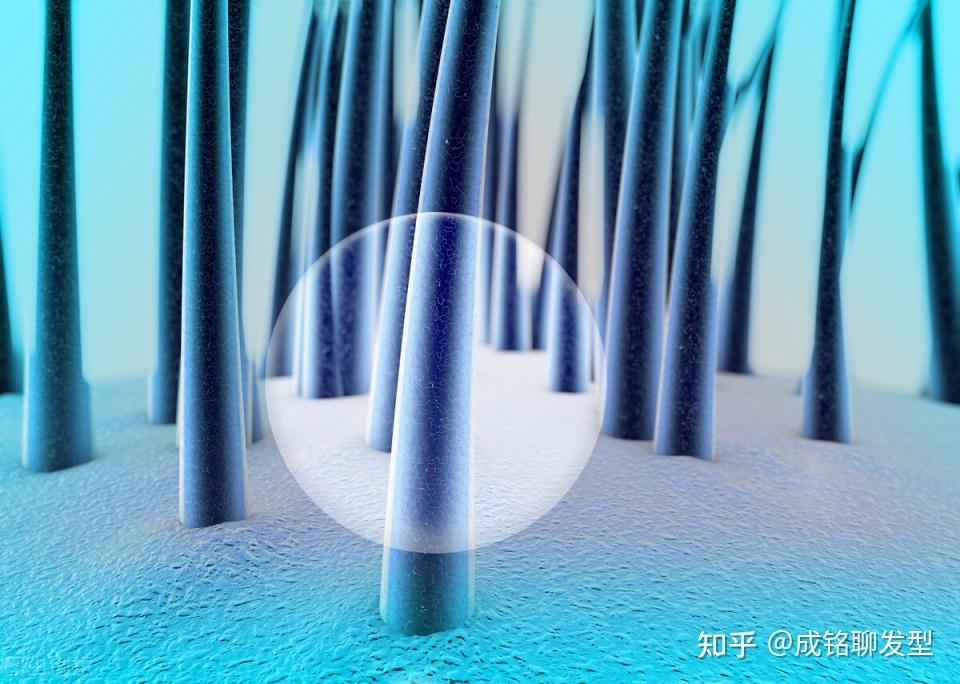 头发是从发根长,还是从发梢长?头发掉了,还会长出来吗? - 知乎
