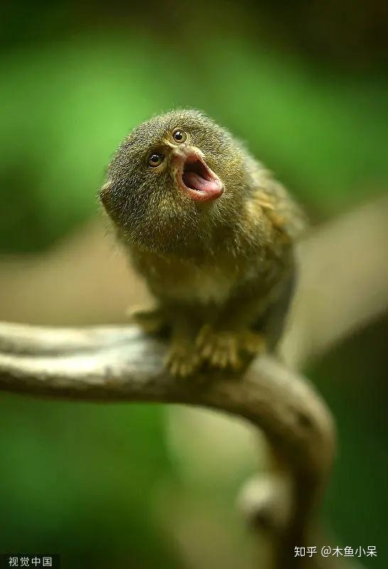 自然界最小动物百晓生个头排行榜之猴小哥侏儒狨猴