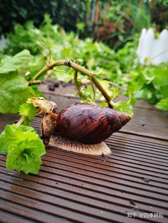 楼顶农场菜槽里非洲大蜗牛