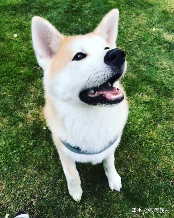 秋田犬有体臭吗
