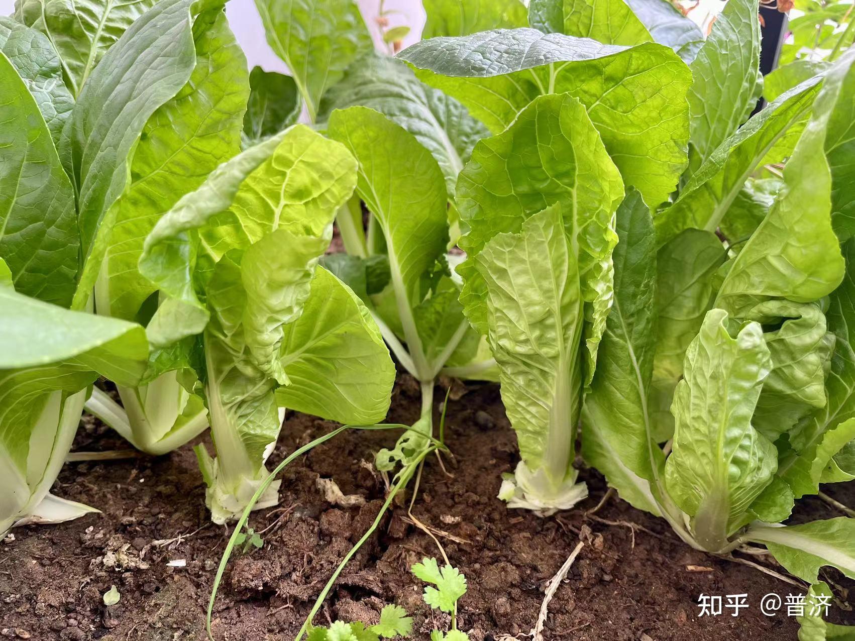 嫩過生菜鮮過上海青美過箭桿白快菜才是好吃的大葉菜