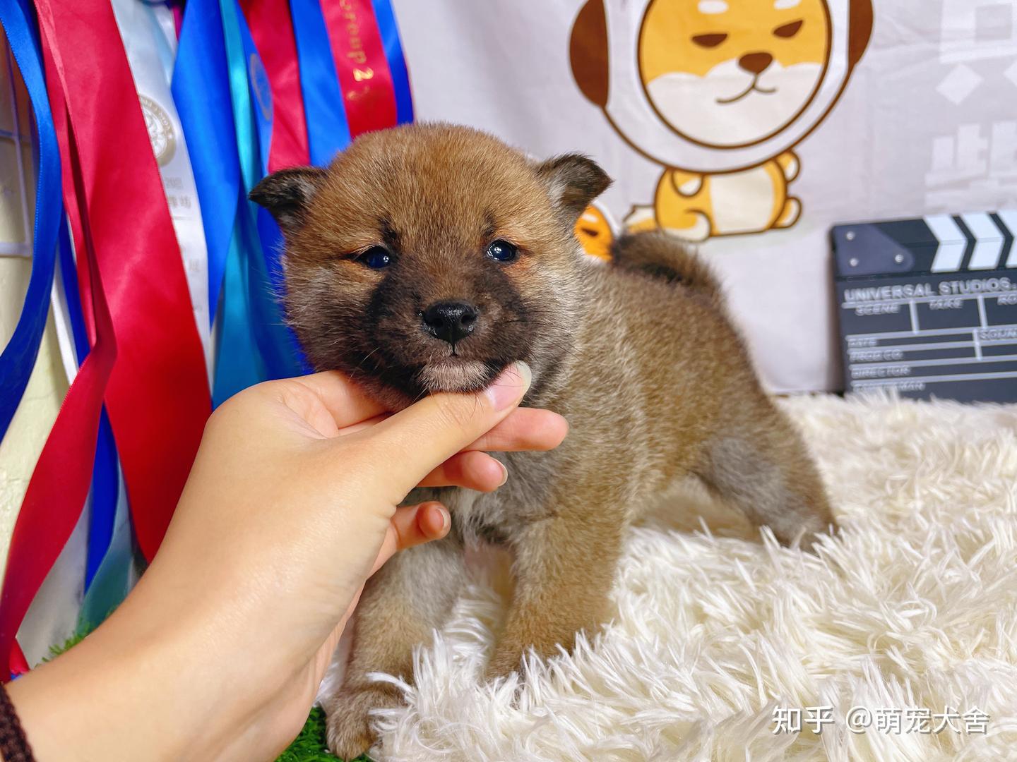 白色柴犬价格在多少？ - 知乎