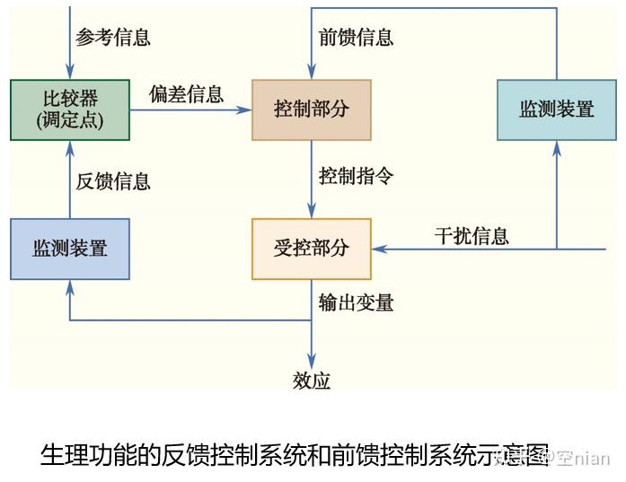 负反馈控制系统机体血压的调节血糖浓度,ph,循环血量,渗透压等的平衡