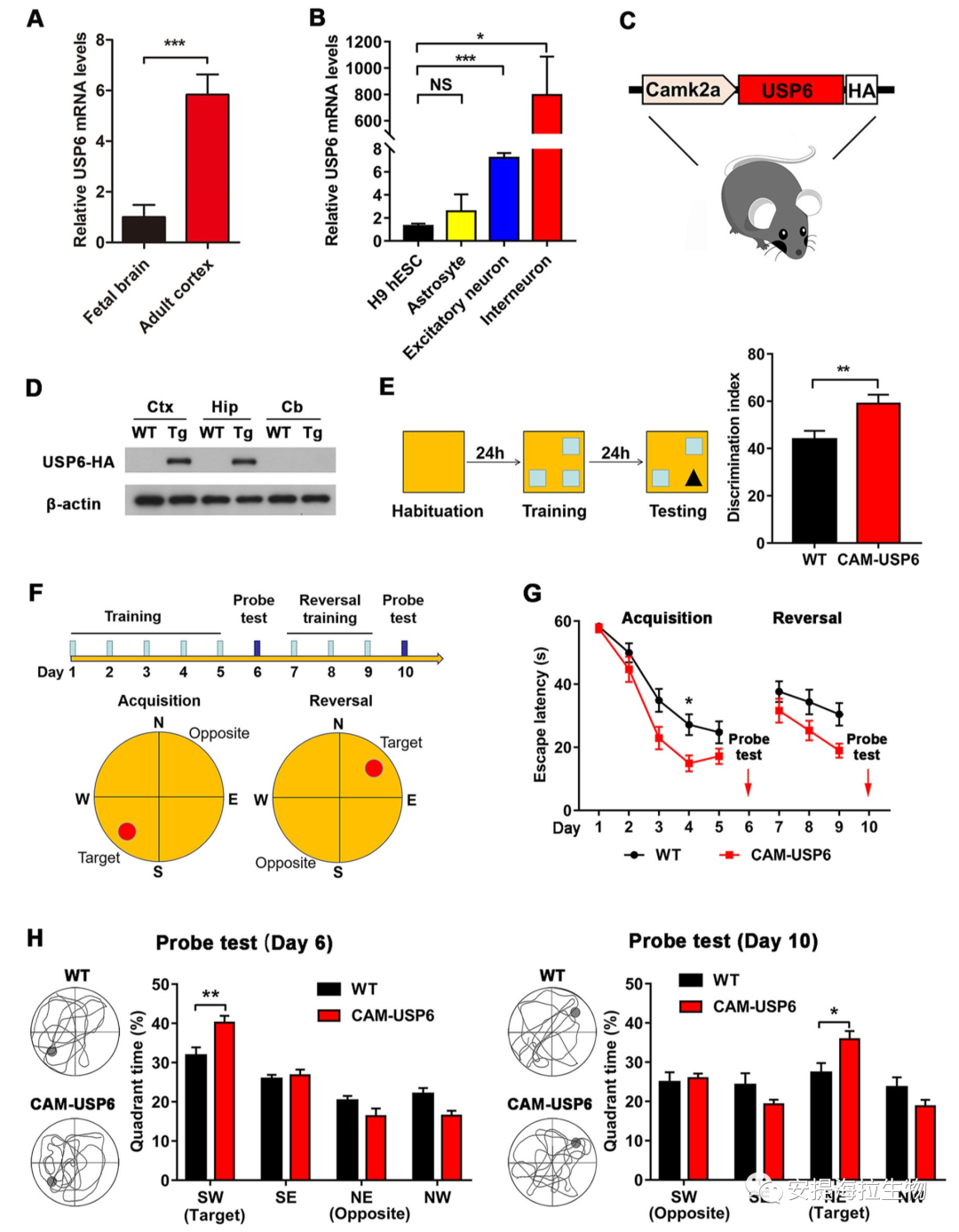 Usp6 Rearrangement Fish 去泛素化酶USP6通过调节NMDA受体的稳定性影响记忆和突触可塑性 - 知乎