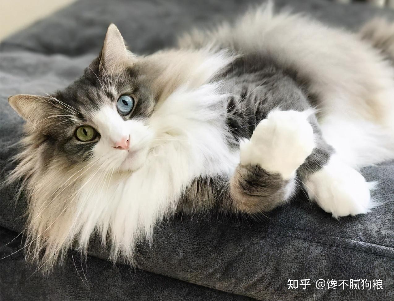 no.6:挪威森林猫