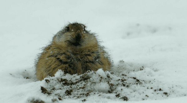 西藏小百科萌即正义管它是鼠还是兔高原鼠兔