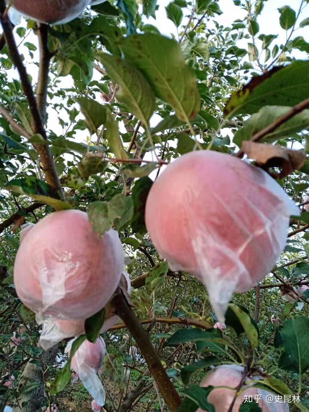 山西平陆红富士苹果10斤当季水果新鲜整箱