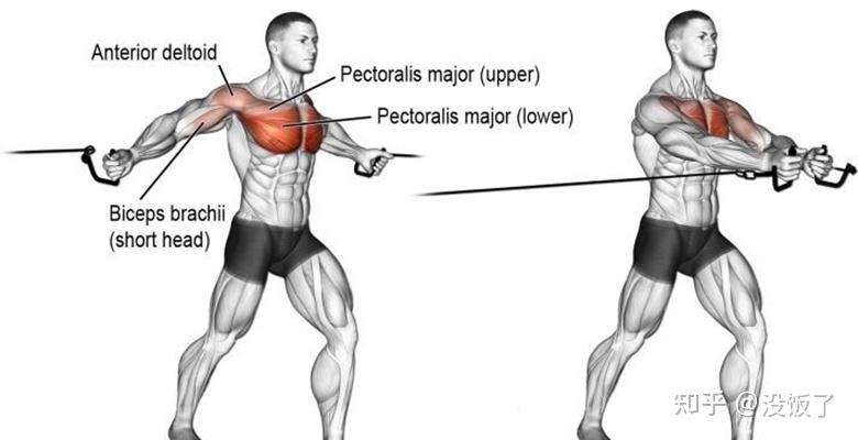 胸小肌锻炼图片