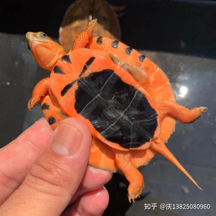 金钱龟苗