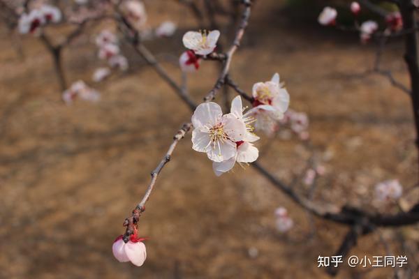 静待一树花开全诗 心守一抹暖阳静待一树花开 钟情于一人的诗句