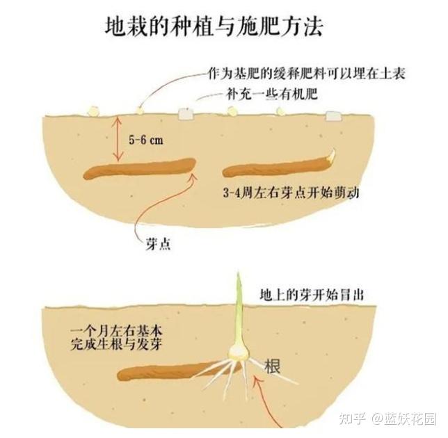 嘉兰百合种植方法与注意事项