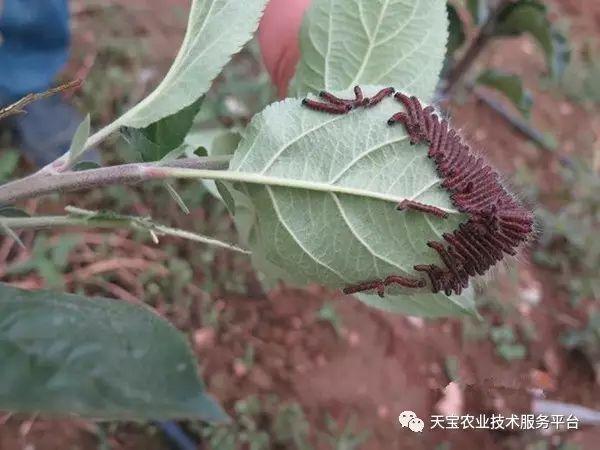 2,舟形毛虫一年发生1代,以蛹在树根部土层内越冬,第2年7月上旬至8月