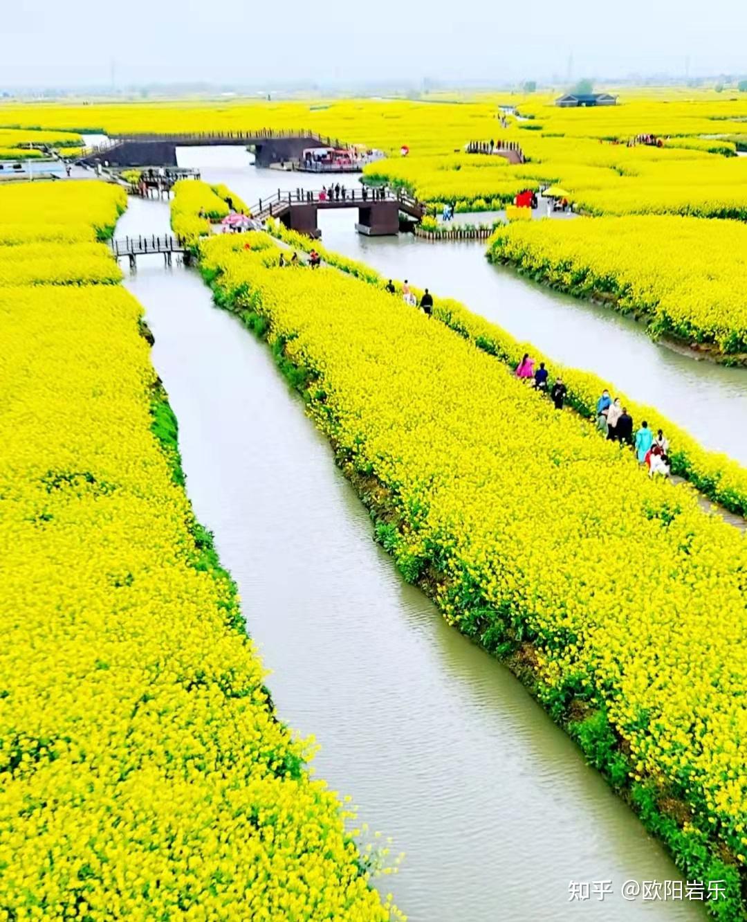 2022,中国最佳12个油菜花观赏地,你去过几个呢? - 知乎