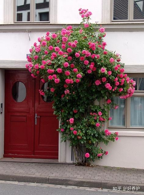让玫瑰自然地生长蔓延,或是依墙搭个格子架,第一年的它很娇媚