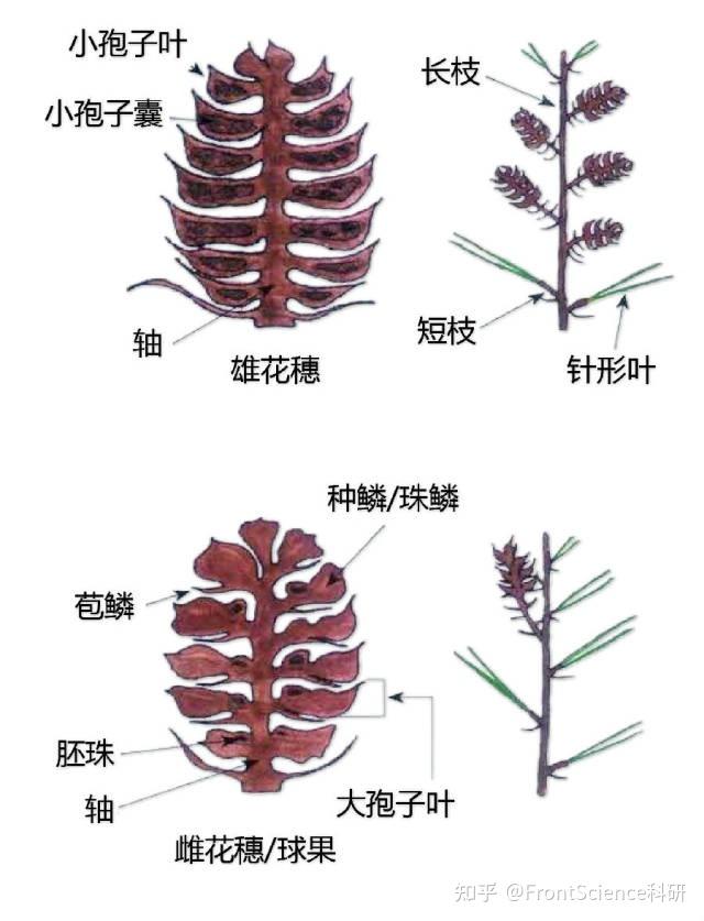 超全植物形态图解,分分钟认识所有植物! - 知乎