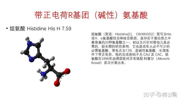 氨基酸结构式与分类 - 知乎
