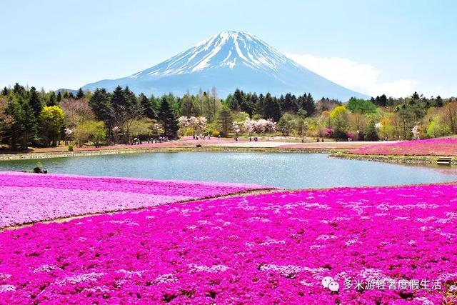 富士山天空郁金香节图片