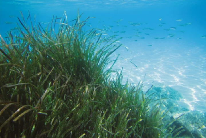 海草能为“无米之炊”,干饭秘籍被曝光 - 知乎