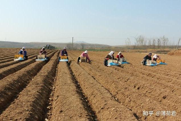 高產生薑田間種植管理分享之高收增產套餐的使用