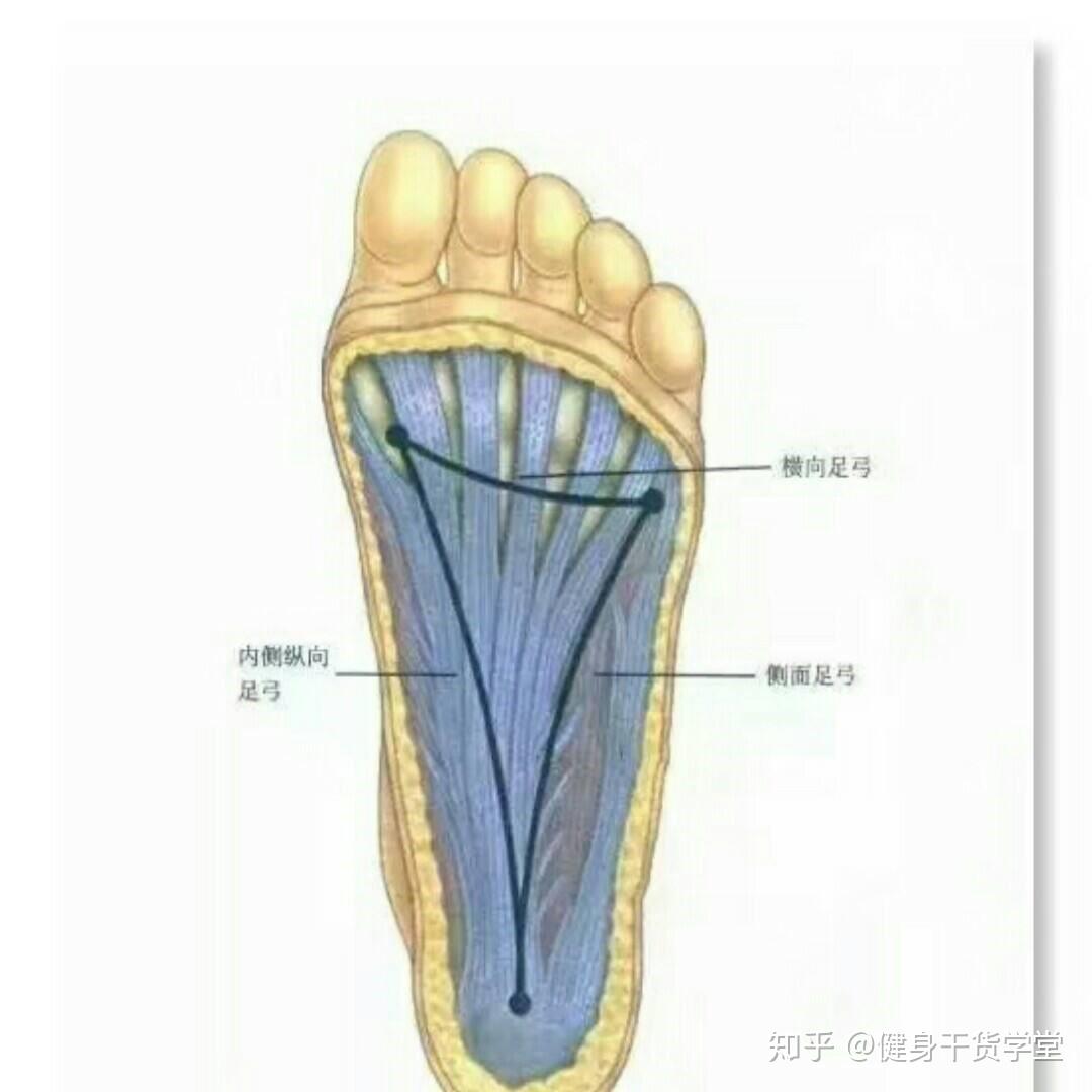 足底肌腱解剖图图片