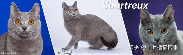 史上最全品种猫介绍大全 知乎