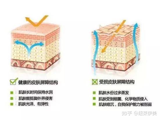 涨知识了！！！屏障受损也会导致长斑？？？ - 知乎