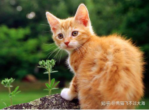 猫毛球症状急救方法 知乎