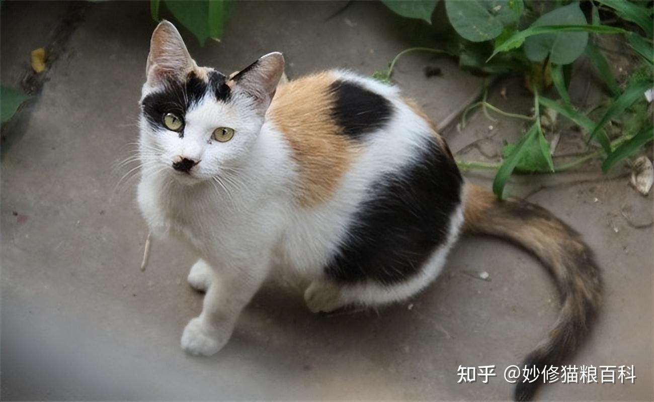 “土猫”和“宠物猫”有哪些区别?这几点过分真实了! - 知乎