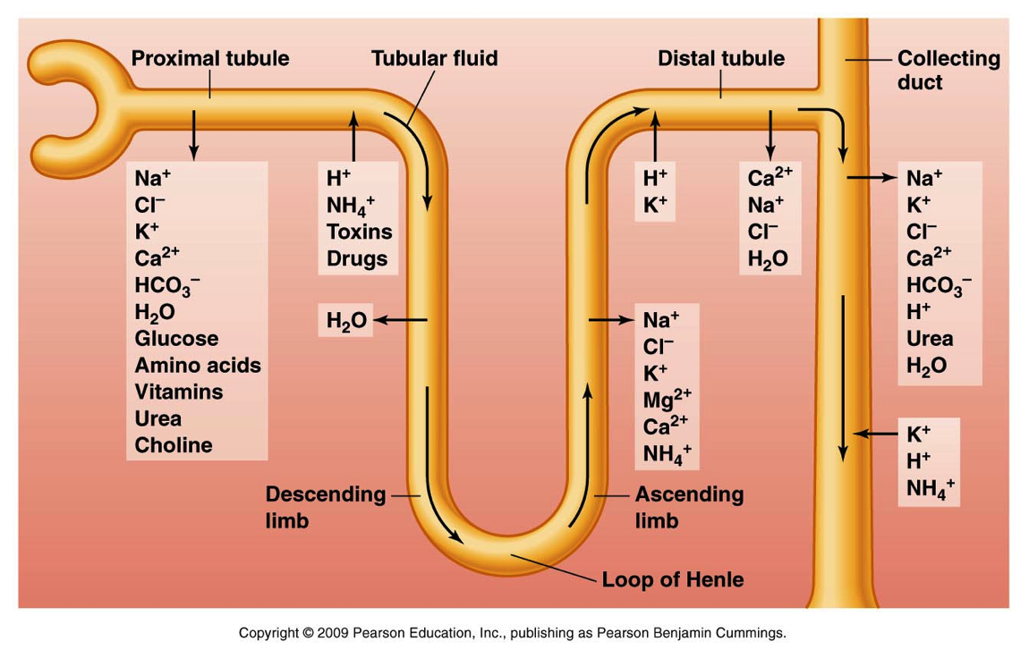 调节酸碱平衡的肾