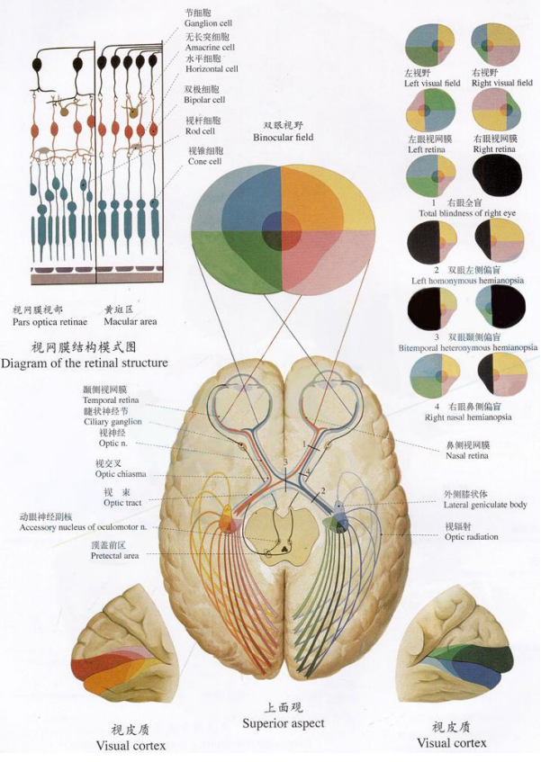 视网膜脱离和眼外伤治疗科普①有关视网膜脱离你知道多少