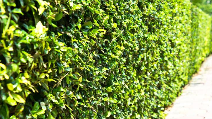 喝桂花茶有什么好处 可以天天喝吗 桂花茶的功效与作用及禁忌 知乎 喝桂花茶有什么好处 可以天天喝吗 桂花茶的功效与作用及禁忌 知乎