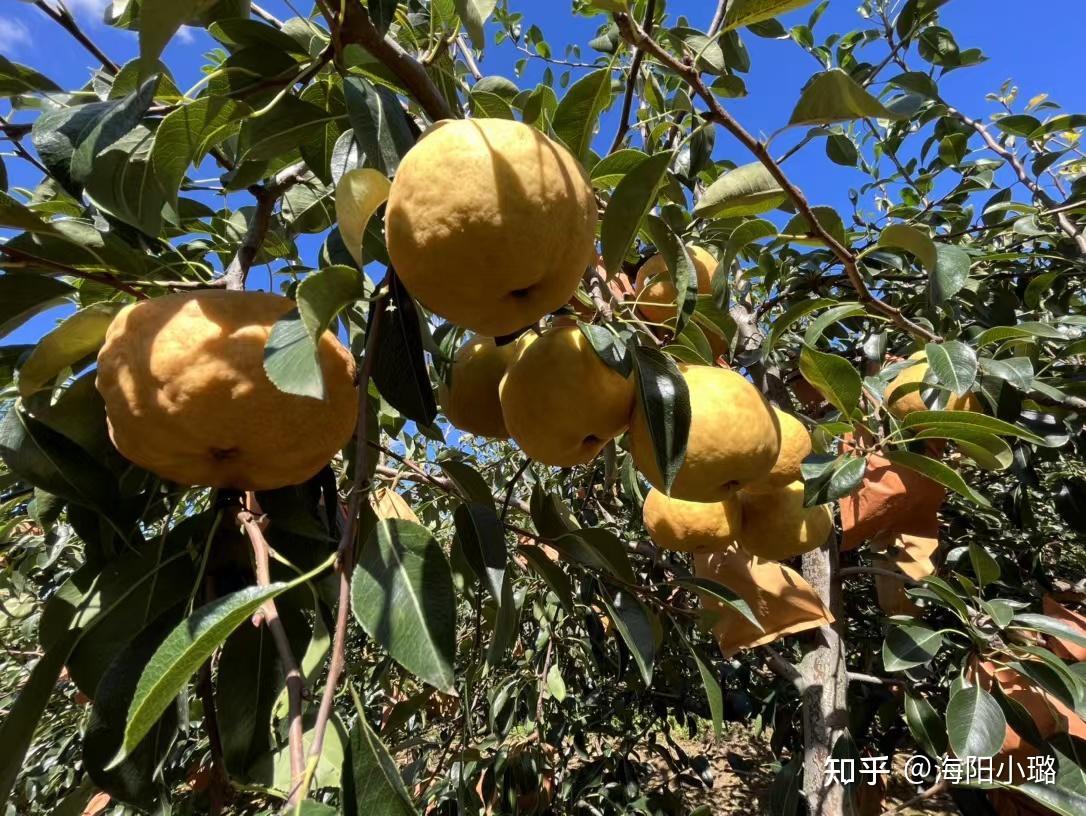 世界上竟然有这么丑丑丑的……梨！但是味道没得说 - 知乎