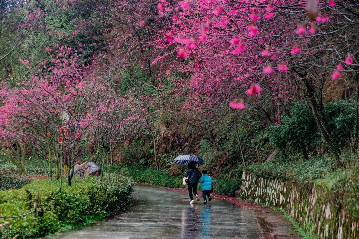 早春花吟春来等待啥一路风景看花矣