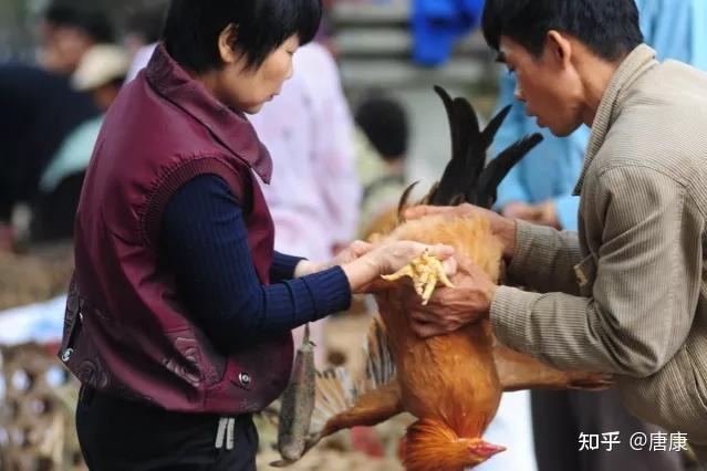 阉鸡是门技术活,一个优秀的阉鸡匠 ,一年可以赚10万元人民币,比阉猪匠