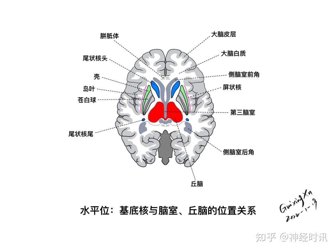 脑白质位置图片