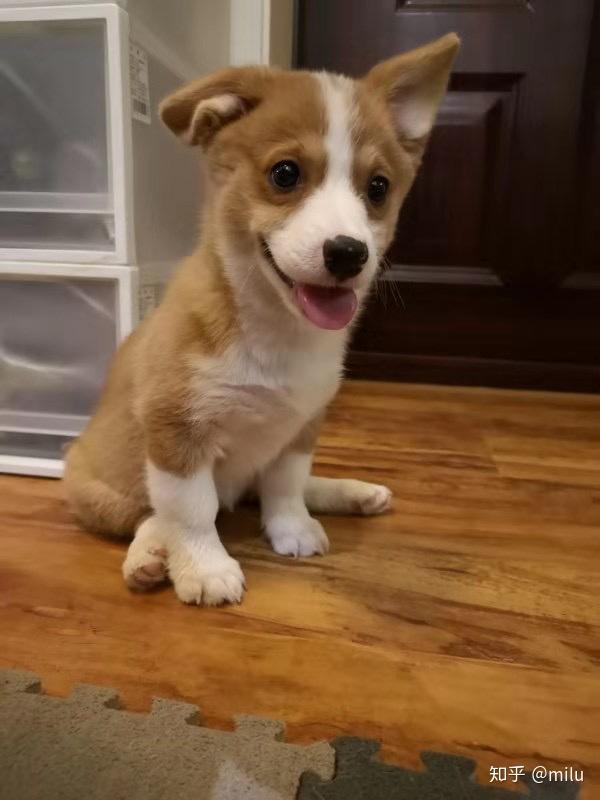 柯基三个月不立耳怎么办?