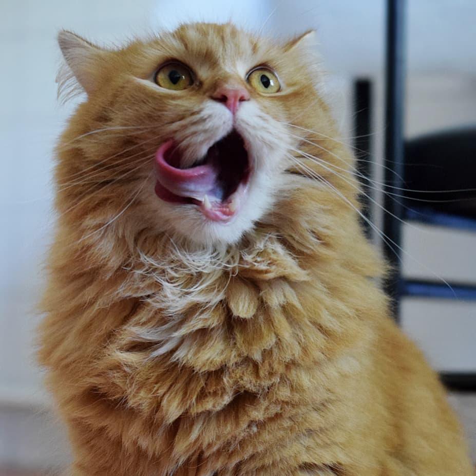 吸猫大会西伯利亚森林猫simba