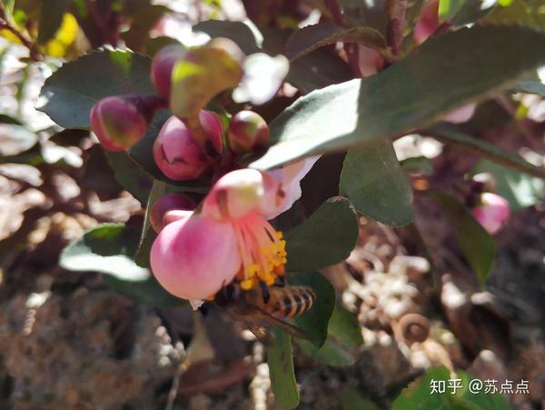 茶树花的生理生化特征及其综合性利用(上) - 知乎