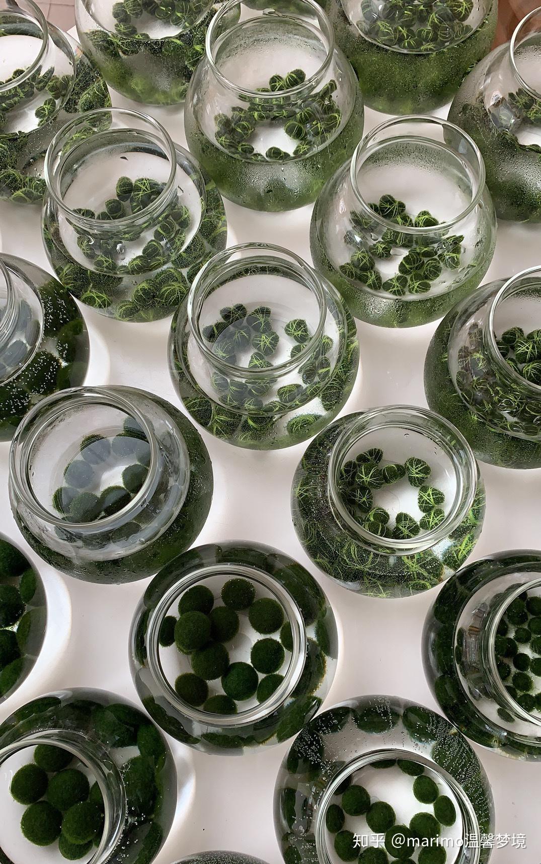 饲养球藻会出现的问题及解决方法